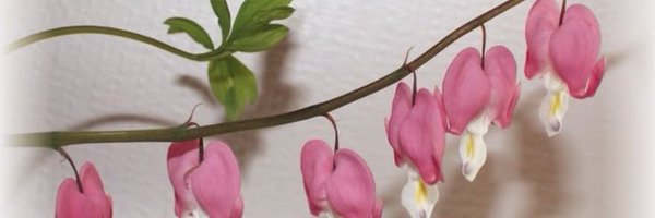 seobkive Profile Banner