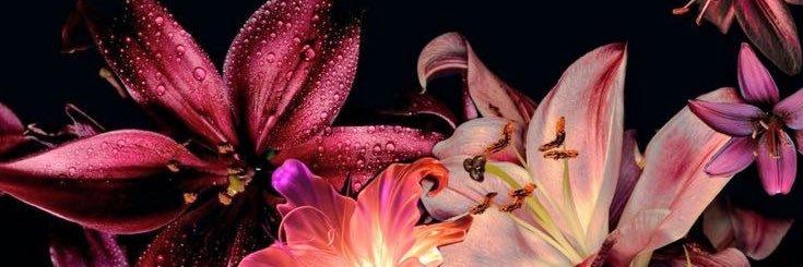 aluna🌺🍹🌴🥥 banner