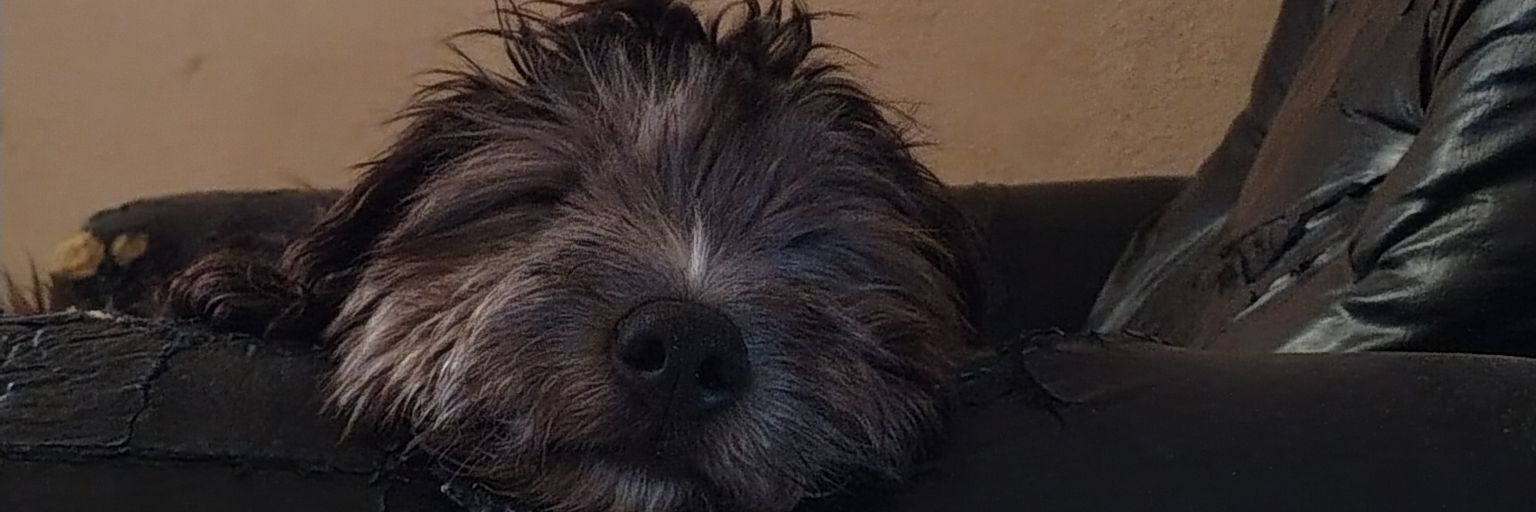 luuz banner