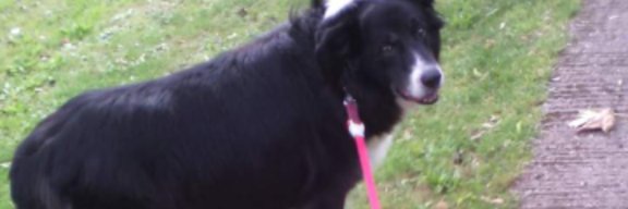 lynn93128's profile banner image