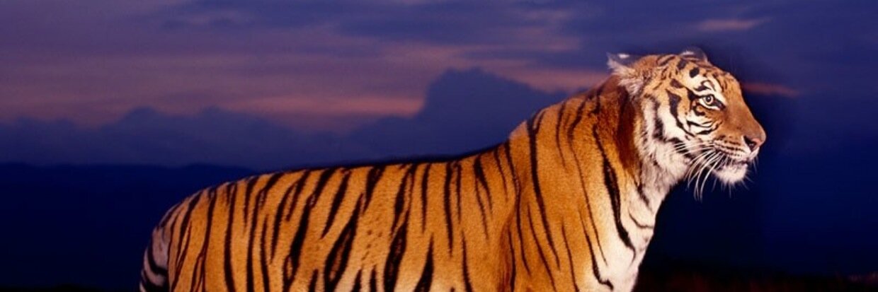 Tyler John banner