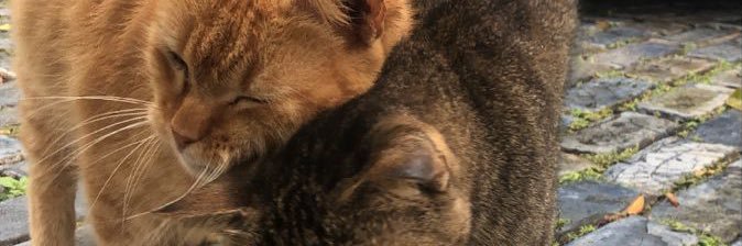 jE 𓆉⋆⑅ banner