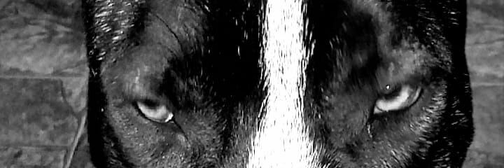 Pat.. banner