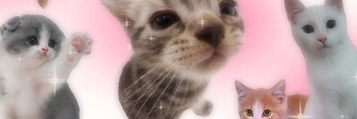 🪷 banner