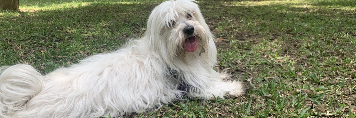 CarolineMayoria's profile banner image
