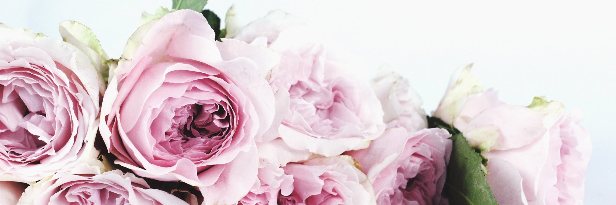rozidesigns's profile banner image