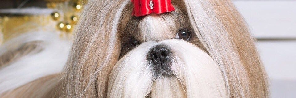 LyudmiB's profile banner image