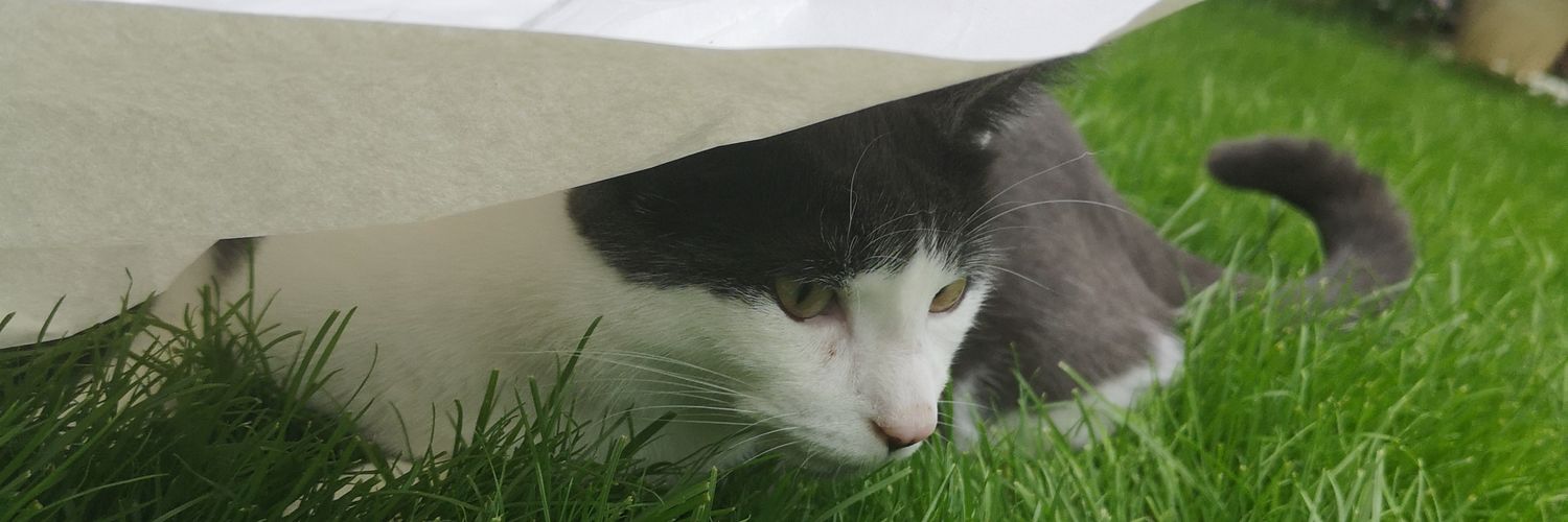 Kat Harrison-Dibbits banner