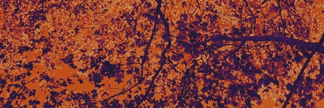LuzSamudio_'s profile banner image