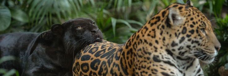 sibelela11's profile banner image