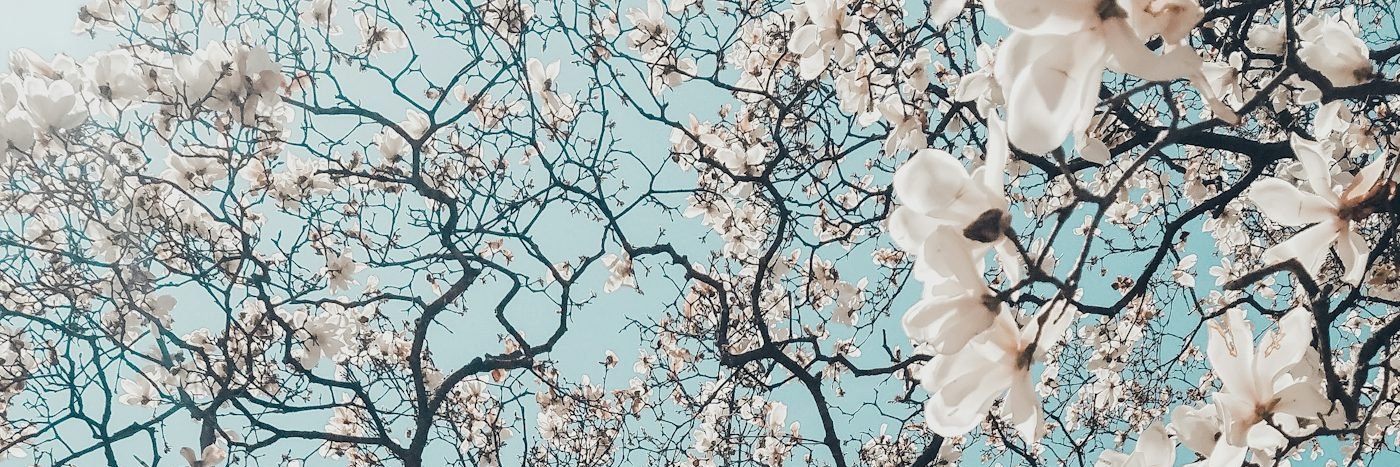 Savi🍂🌟 banner