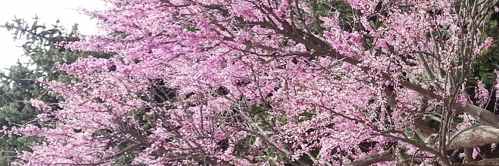 SEMSarahBoyd's profile banner image