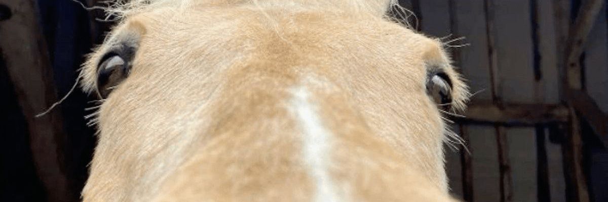 Ho'olheyak enjoyer banner