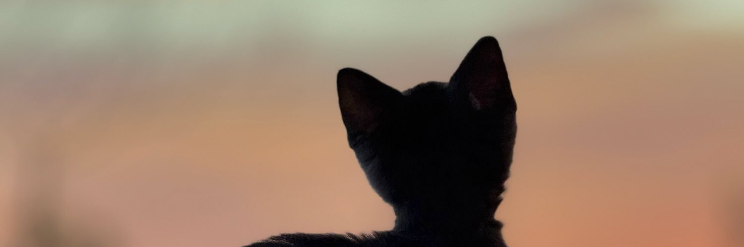 sofigautero's profile banner image