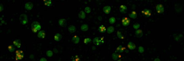 Obesimm Profile Banner