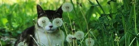 MilaSaintAnne's profile banner image