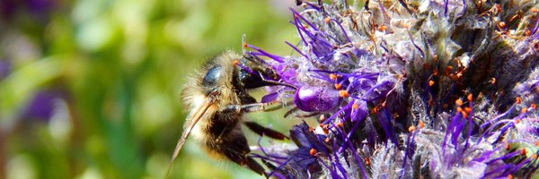 The_myspace_tom Profile Banner