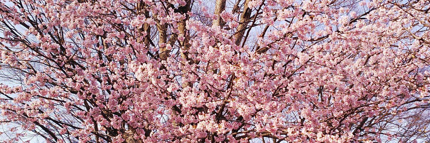 coko春🌸小春 banner