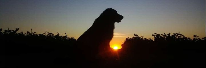 zorzonn85528's profile banner image