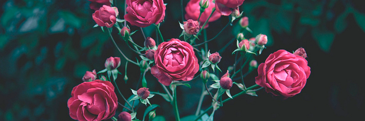 MeelyDavila's profile banner image