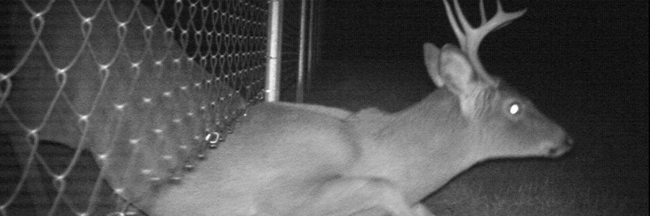 Deer in Places they Shouldn't Be's banner