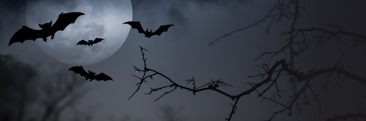 seyitkarar's profile banner image
