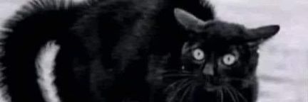 BigSumatra's profile banner image