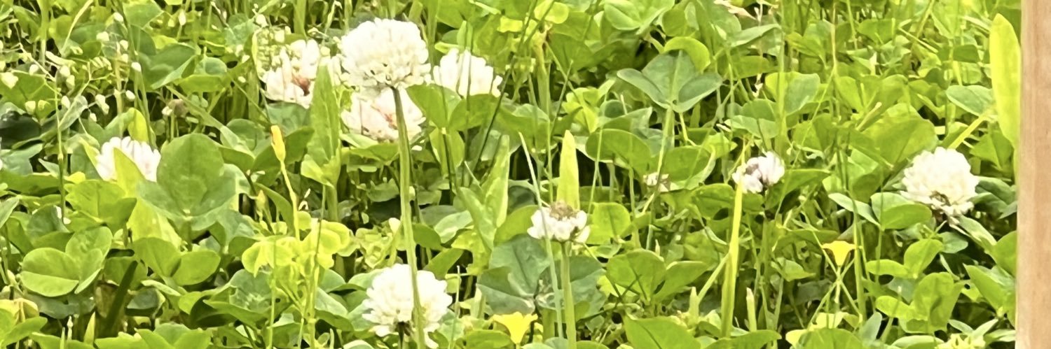 ˢᵏᵃ.'s banner