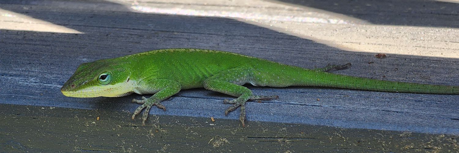 The Lizard of Oz banner