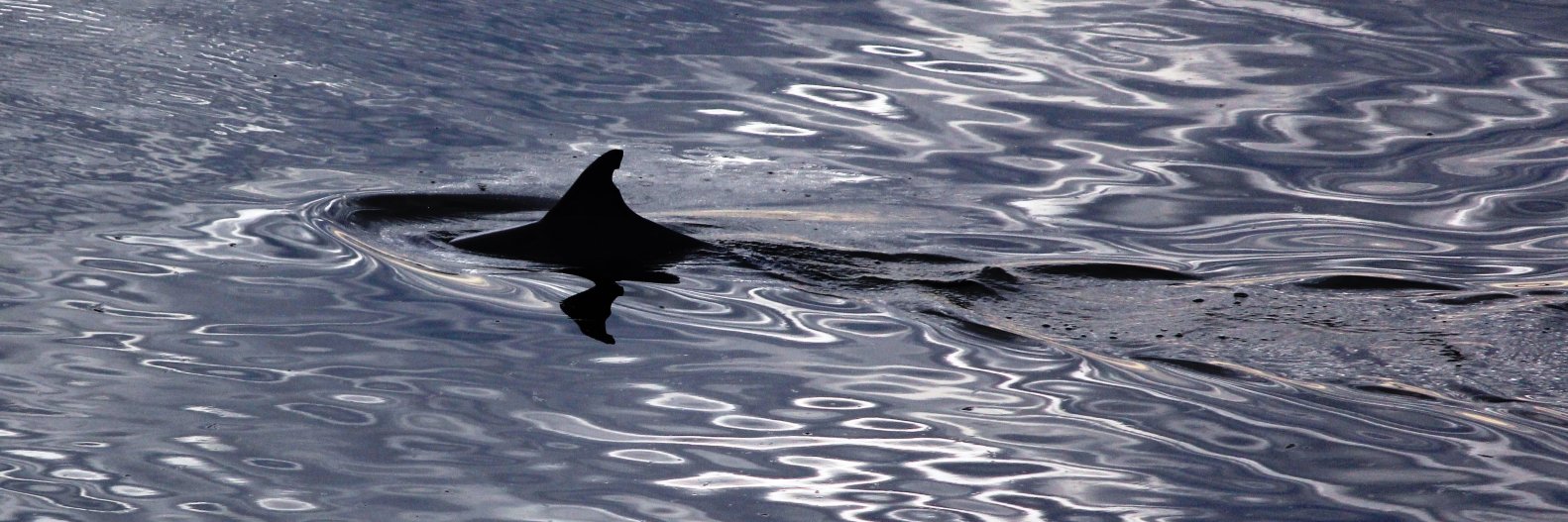 KIDolphinWatch's profile banner image