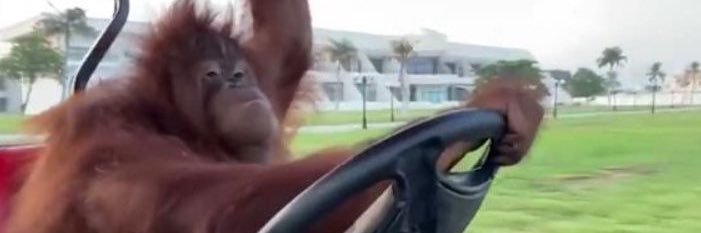 limz દᵕ̈૩ banner