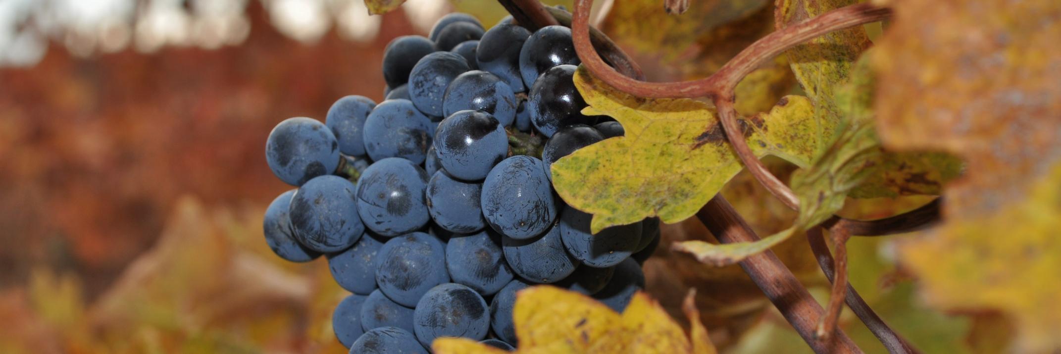 JesusRioja's profile banner image