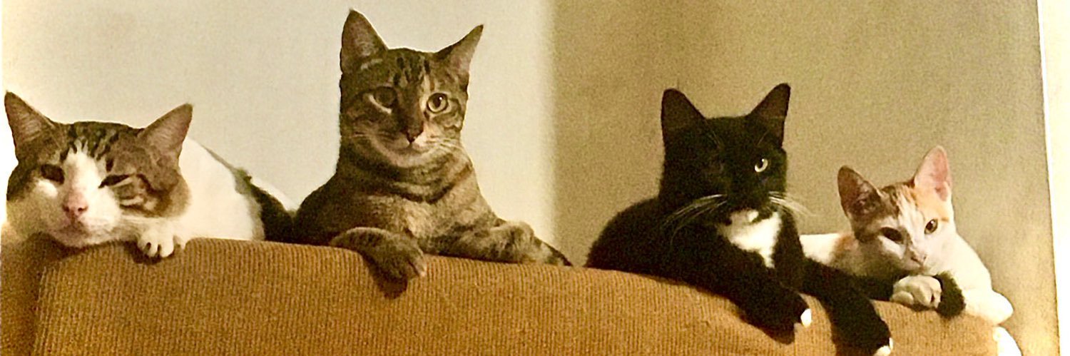 𝓡𝓸𝓼𝓮 🥀 banner