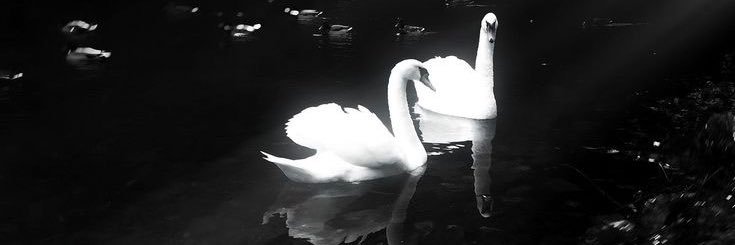 Mi banner