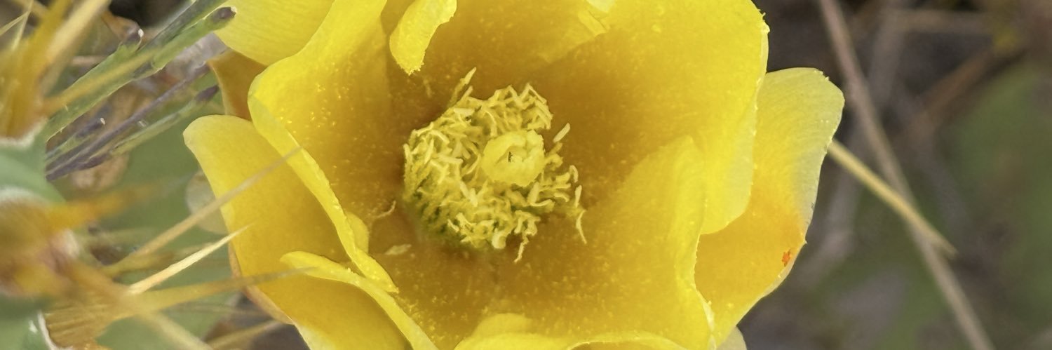 Nat Portillo 💛🤍💜🖤 🏳️‍⚧️🌱 banner