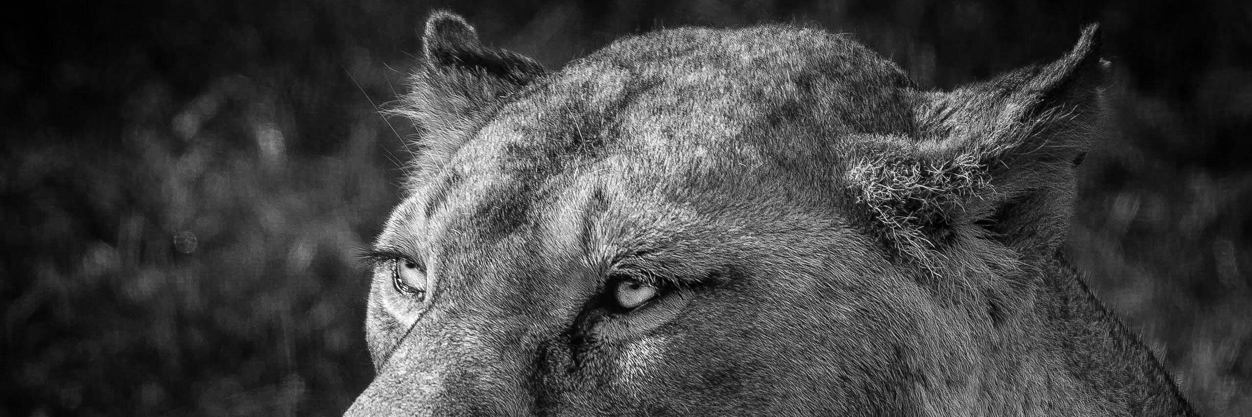 _TheKate's profile banner image