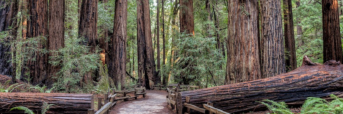 charlie capen banner