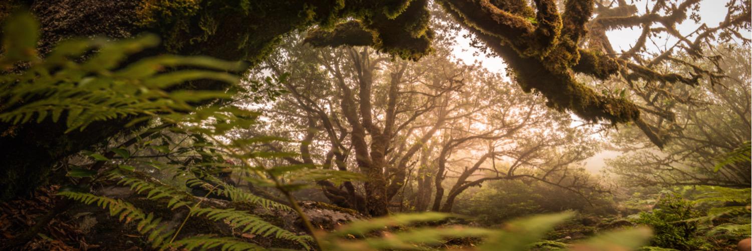 rivanca's profile banner image