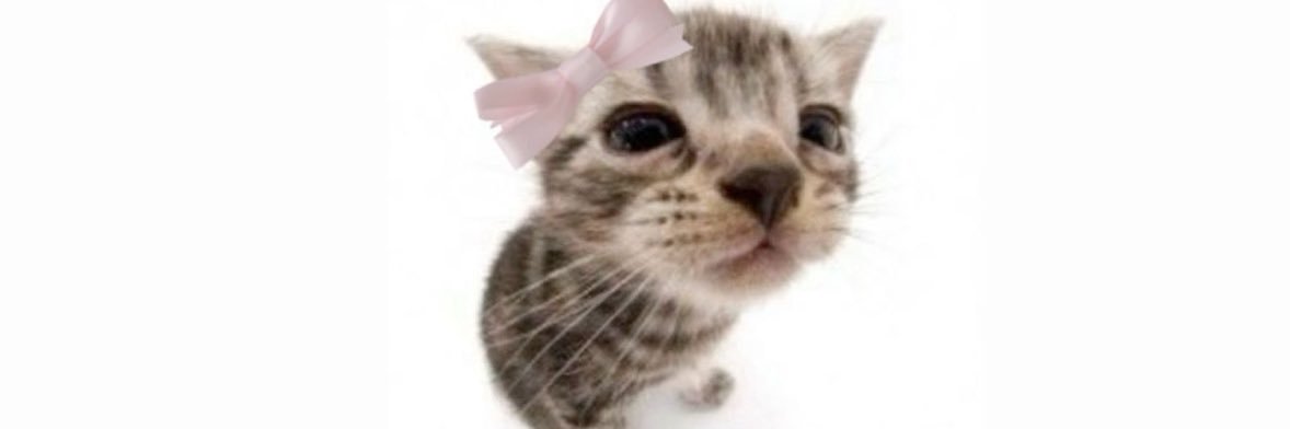 Kitty Committee banner