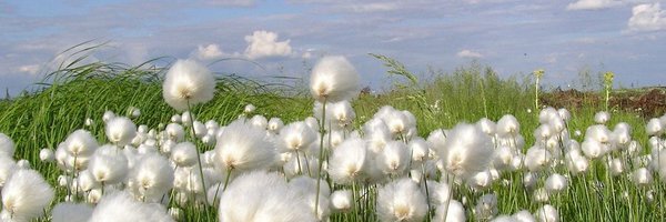 KermitoMan Profile Banner