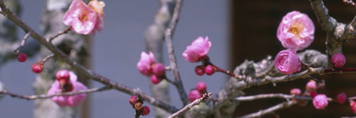 トシヤ banner