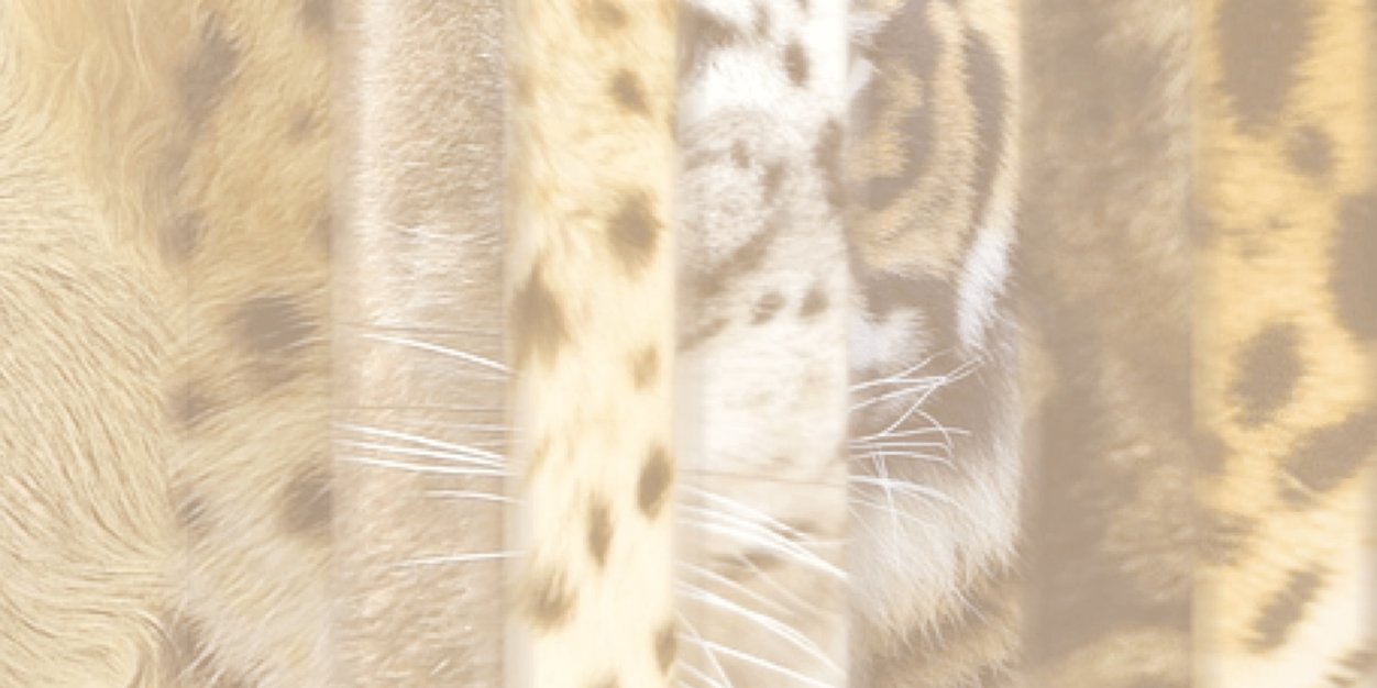 XanderPlooy's profile banner image