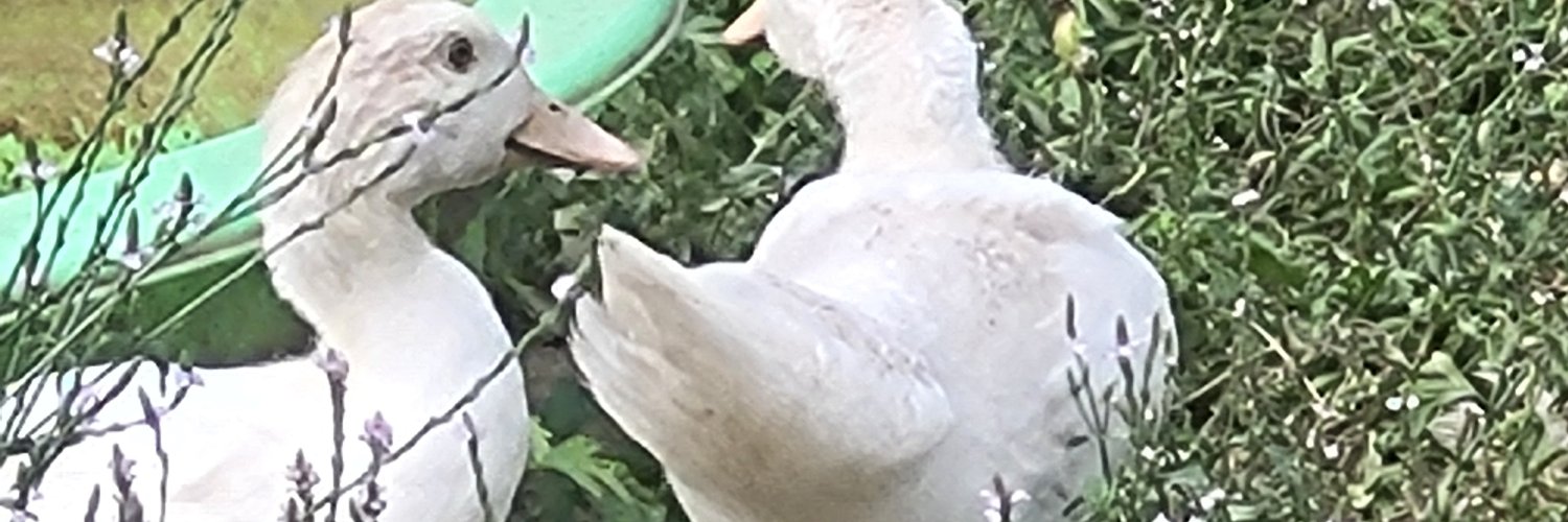 sandygranato's profile banner image