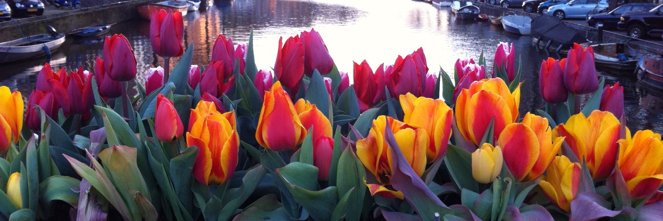 Matthew Glidden banner