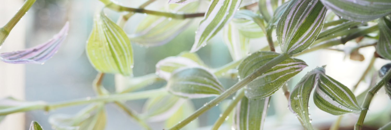 ran__mori's profile banner image