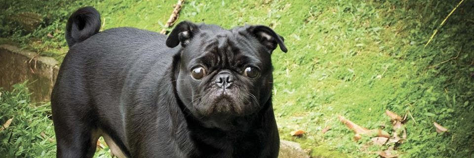 cocopug8's profile banner image
