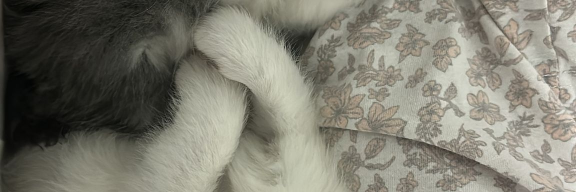 mia banner