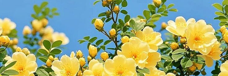 🌸🍀 banner
