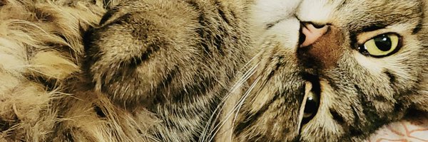 Felixconnie Profile Banner