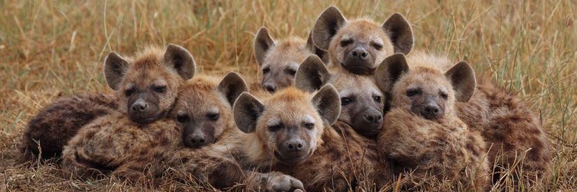 yeen puppy🔜TFF banner